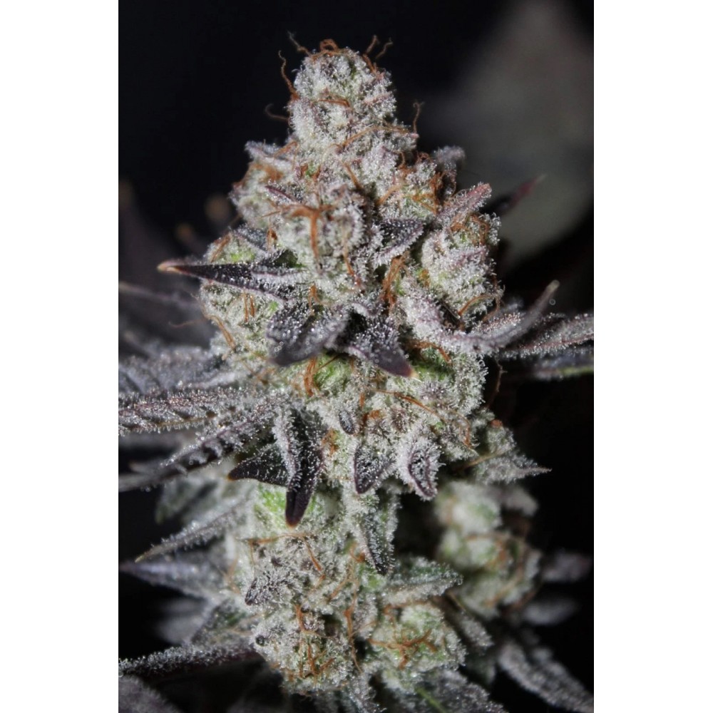 TROPICANA COOKIES FF (Fastflowering) Σπόροι Κάνναβης