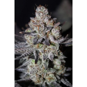 TROPICANA COOKIES FF (Fastflowering) Σπόροι Κάνναβης