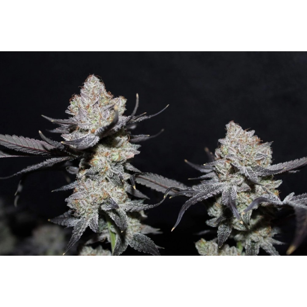TROPICANA COOKIES FF (Fastflowering) Σπόροι Κάνναβης
