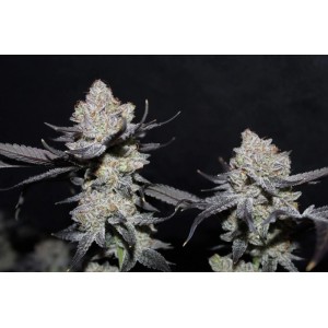 TROPICANA COOKIES FF (Fastflowering) Σπόροι Κάνναβης