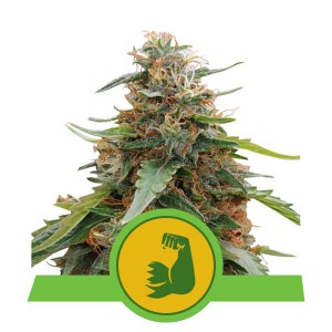 Hulkberry Automatic Σπόροι Κάνναβης (Royal Queen Seeds)