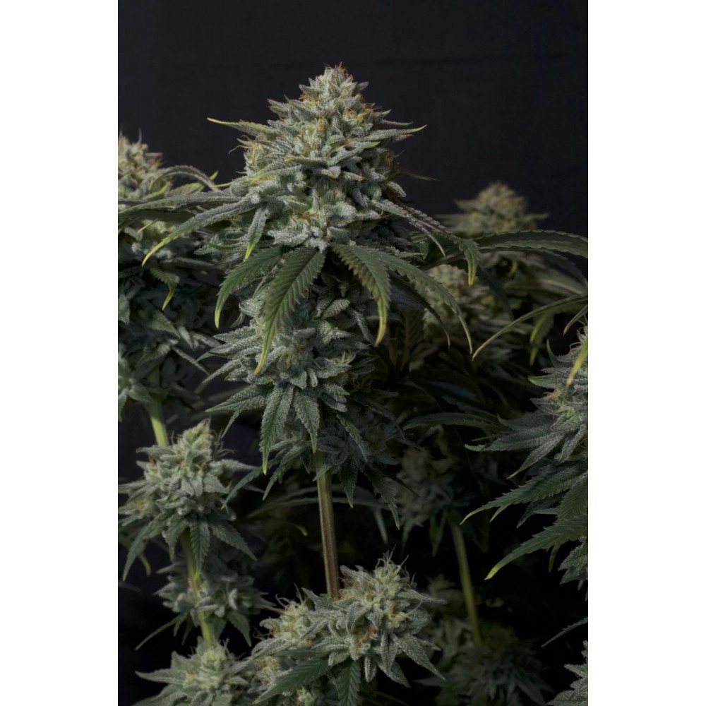 Gorilla Cookies FF (Fast flowering) Σπόροι Κάνναβης 