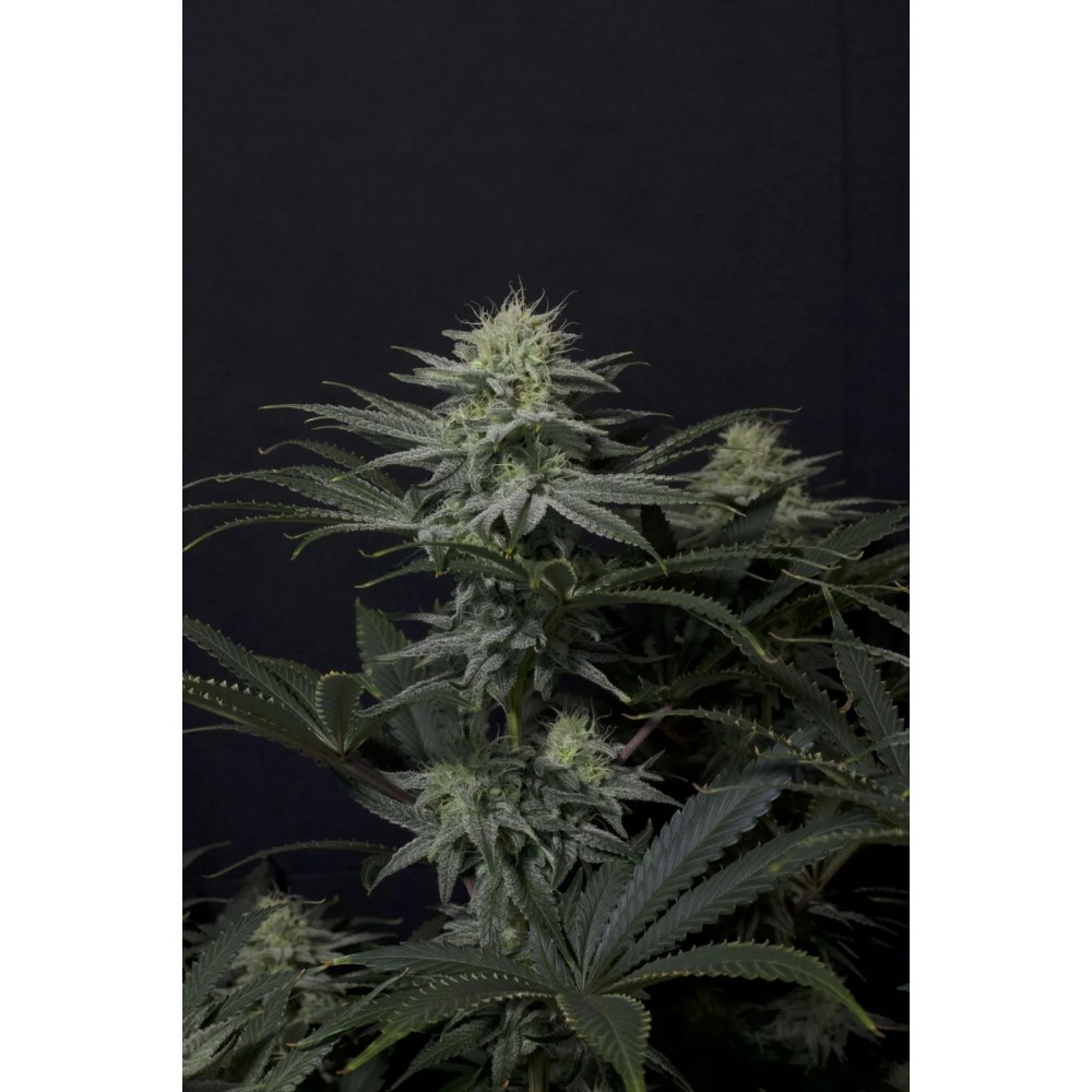 GG4 Sherbet FF (Fast flowering) Σπόροι Κάνναβης 