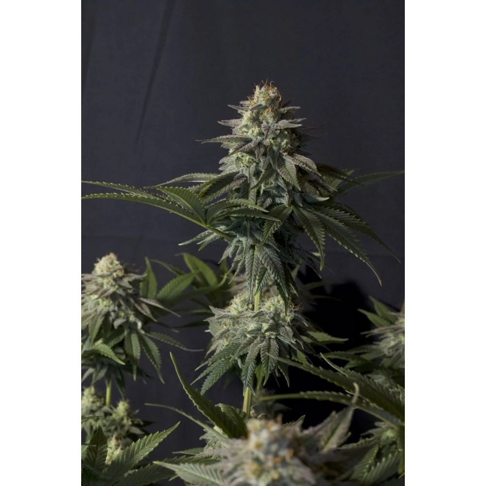 Orange Sherbet FF (Fast flowering) Σπόροι Κάνναβης 