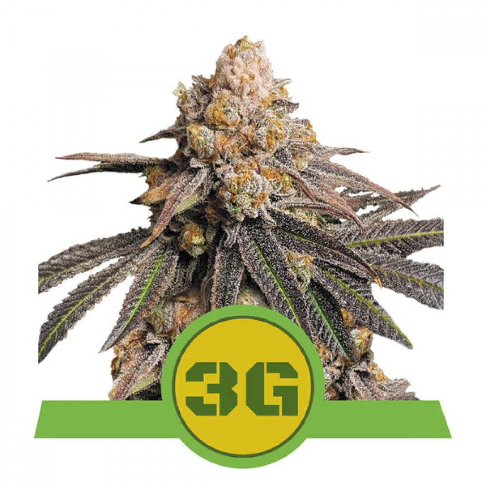 Triple G Automatic Σπόροι Κάνναβης (Royal Queen Seeds)