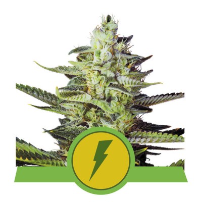 North Thunderfuck Automatic, 3 seeds (Royal Queen Seeds)                