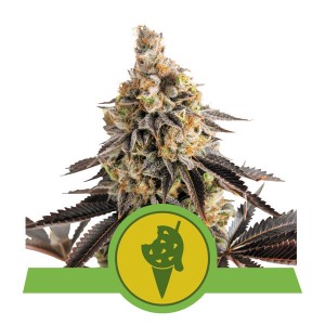Cookies Gelato Automatic Σπόροι Κάνναβης (Royal Queen Seeds)