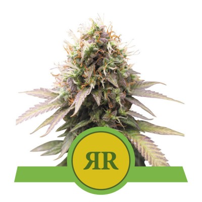 Royal Runtz Automatic, 3 seeds (Royal Queen Seeds)