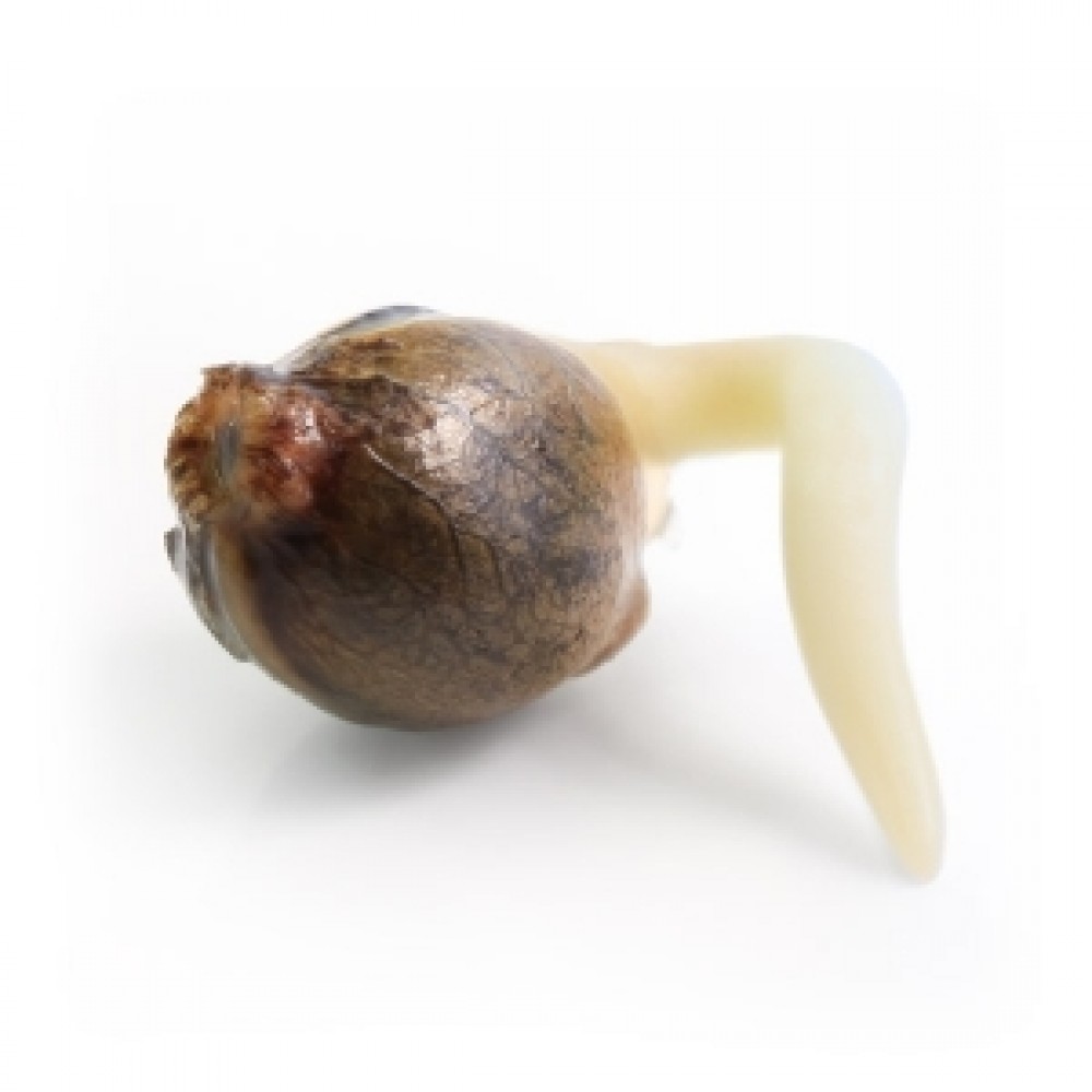 White Widow Automatic, 3 seeds Σπόροι Κάνναβης (Royal Queen Seeds)