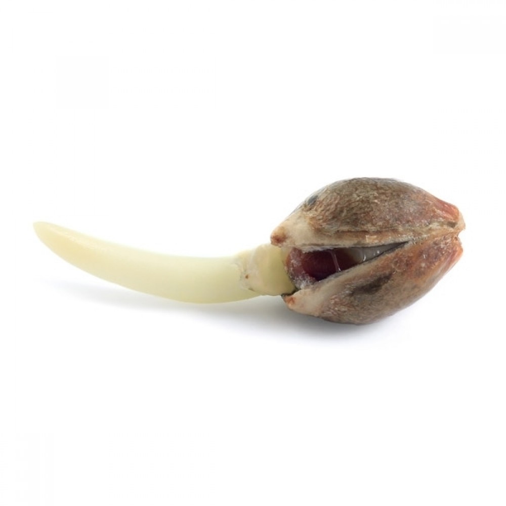 Royal Jack Automatic, 3 seeds Σπόροι Κάνναβης (Royal Queen Seeds)