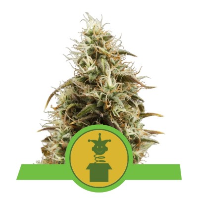 Royal Jack Automatic, 3 seeds (Royal Queen Seeds)