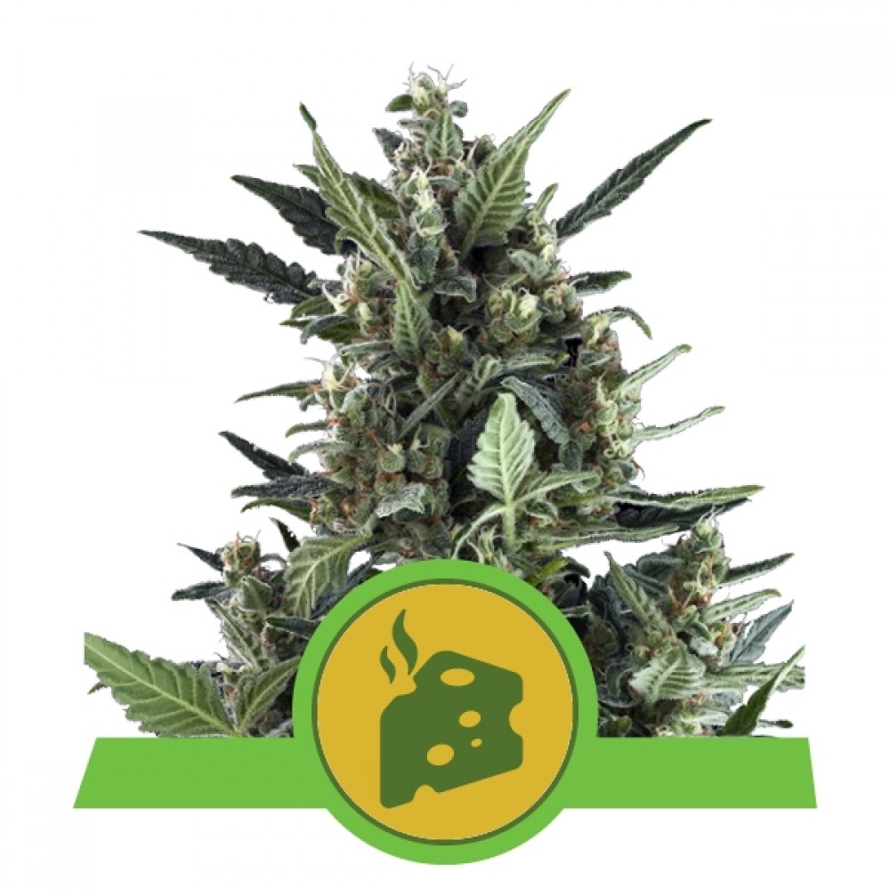 Blue Cheese Automatic Σπόροι Κάνναβης (Royal Queen Seeds)