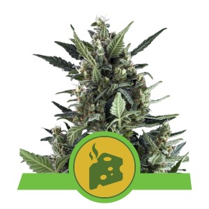 Blue Cheese Automatic Σπόροι Κάνναβης (Royal Queen Seeds)