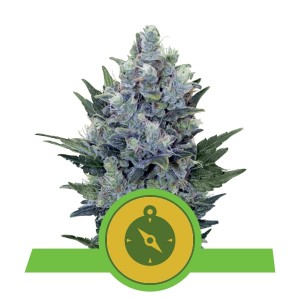 Northern Light Automatic, 3 seeds Σπόροι Κάνναβης (Royal Queen Seeds)