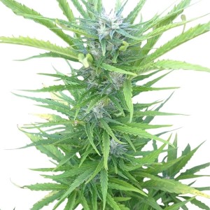 Northern Light Automatic, 3 seeds Σπόροι Κάνναβης (Royal Queen Seeds)