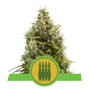 Royal AK Automatic, 3 seeds Σπόροι Κάνναβης (Royal Queen Seeds)