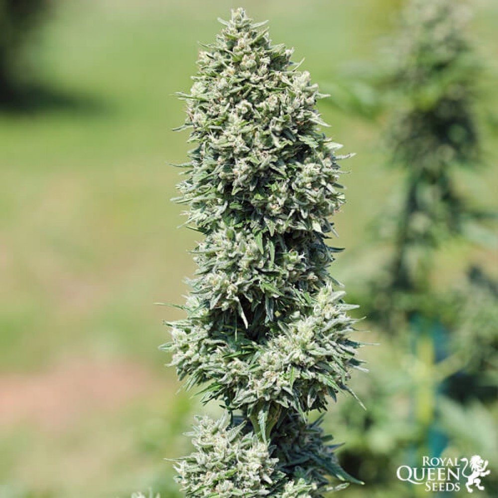 Royal Cookies Automatic, 3 seeds Σπόροι Κάνναβης (Royal Queen Seeds)