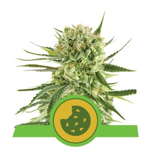 Royal Cookies Automatic, 3 seeds Σπόροι Κάνναβης (Royal Queen Seeds)