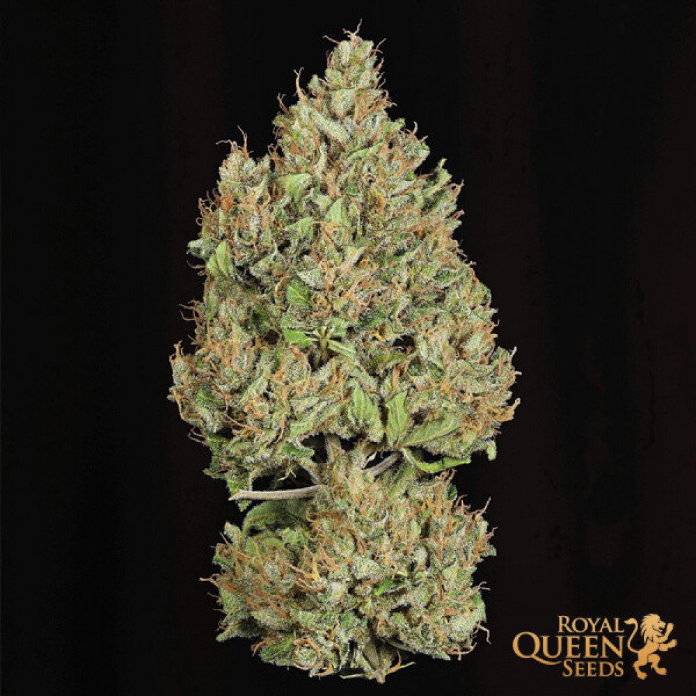 Royal Cookies Automatic, 3 seeds Σπόροι Κάνναβης (Royal Queen Seeds)