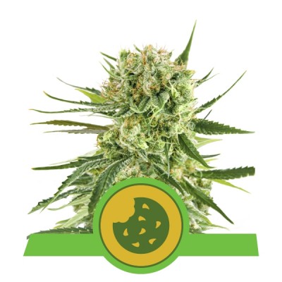 Royal Cookies Automatic, 3 seeds (Royal Queen Seeds)