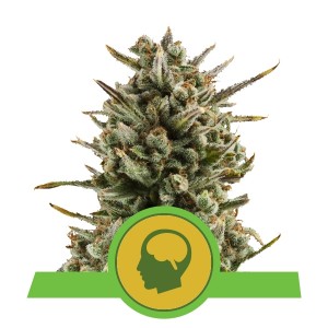 Amnesia Haze Automatic Σπόροι Κάνναβης (Royal Queen Seeds)
