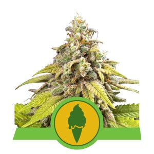 Green Gelato Automatic Σπόροι Κάνναβης (Royal Queen Seeds)