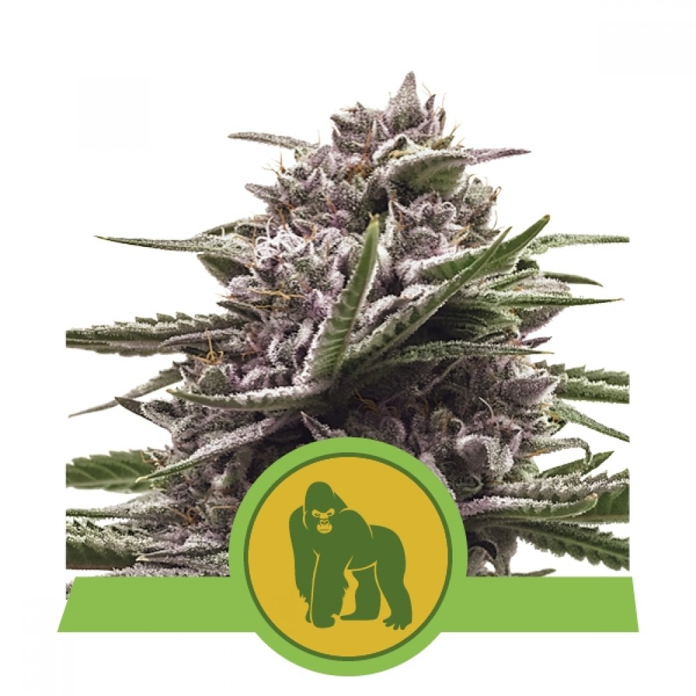 Royal Gorilla Automatic Σπόροι Κάνναβης (Royal Queen Seeds)