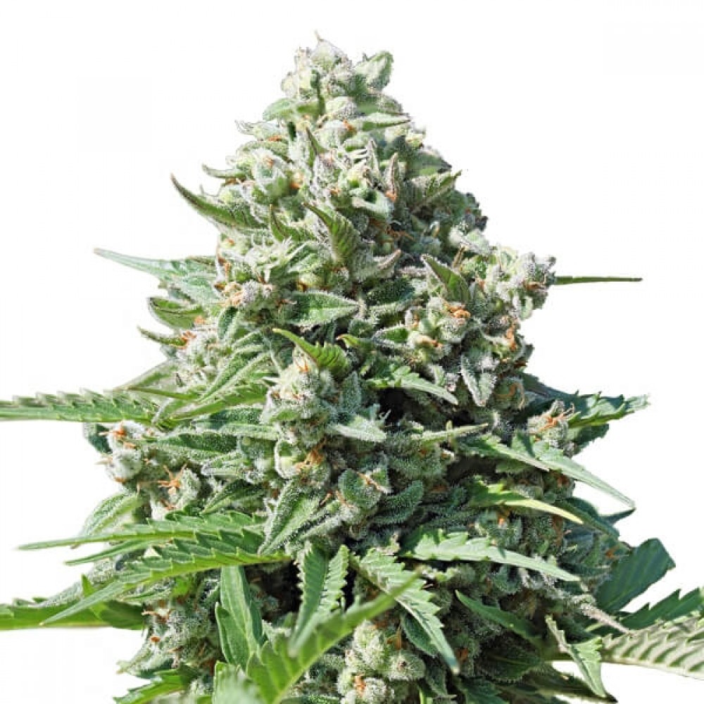 Royal Gorilla Automatic Σπόροι Κάνναβης (Royal Queen Seeds)