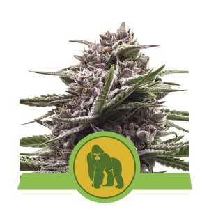 Royal Gorilla Automatic Σπόροι Κάνναβης (Royal Queen Seeds)