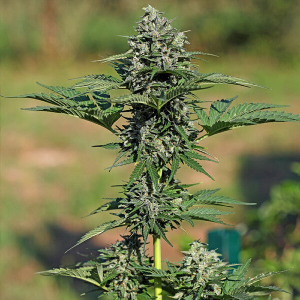 Royal Gorilla Automatic Σπόροι Κάνναβης (Royal Queen Seeds)