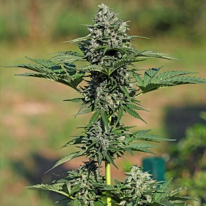 Royal Gorilla Automatic Σπόροι Κάνναβης (Royal Queen Seeds)