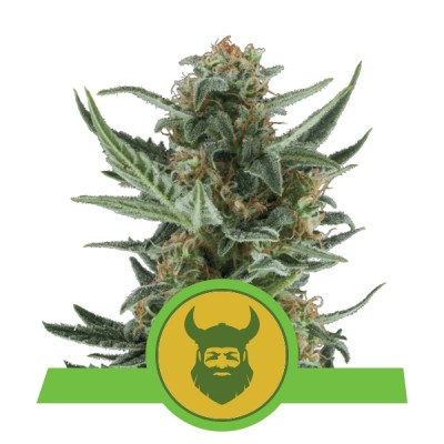 Royal Dwarf (Royal Queen Seeds)