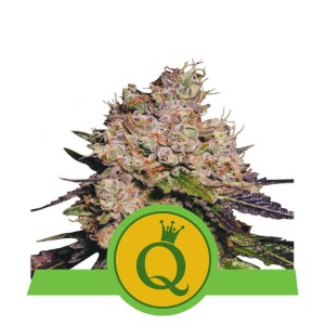 Purple Queen Automatic, 3 seeds Σπόροι Κάνναβης (Royal Queen Seeds)