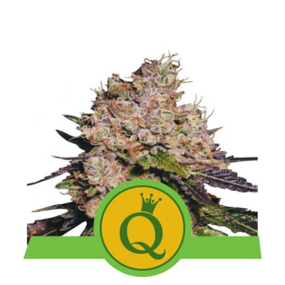 Purple Queen Automatic, 3 seeds (Royal Queen Seeds)