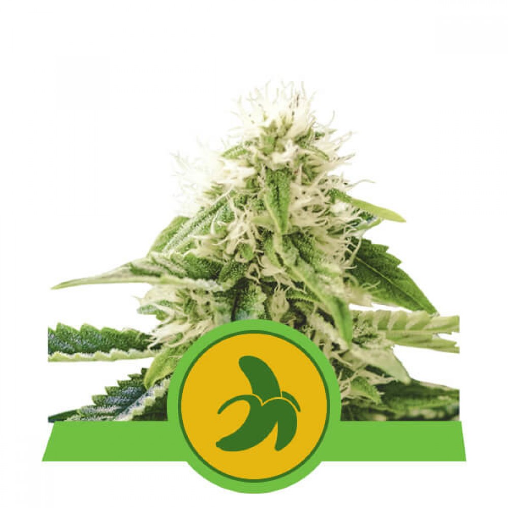 Fat Banana Automatic Σπόροι Κάνναβης (Royal Queen Seeds)