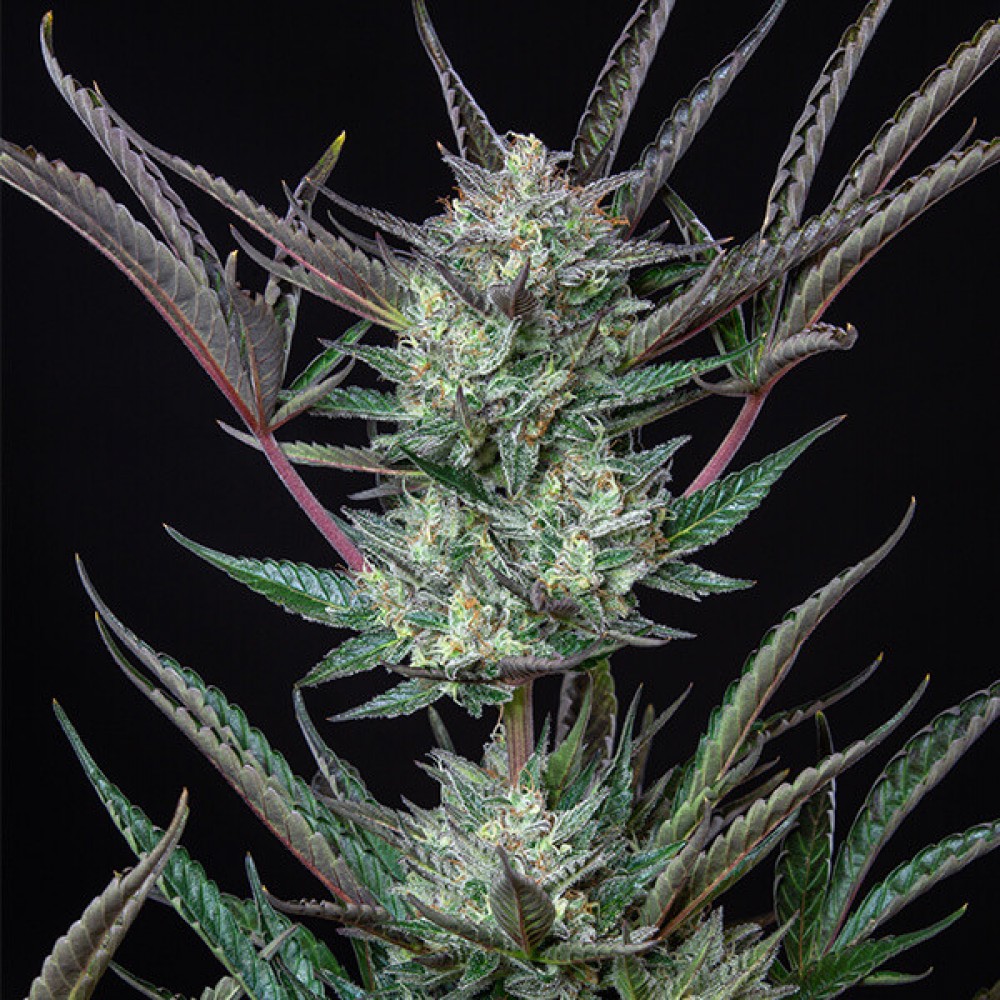 Purple Punch Automatic Σπόροι Κάνναβης (Royal Queen Seeds)