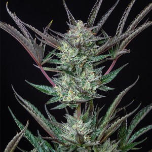 Purple Punch Automatic Σπόροι Κάνναβης (Royal Queen Seeds)