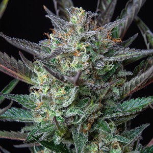 Purple Punch Automatic Σπόροι Κάνναβης (Royal Queen Seeds)