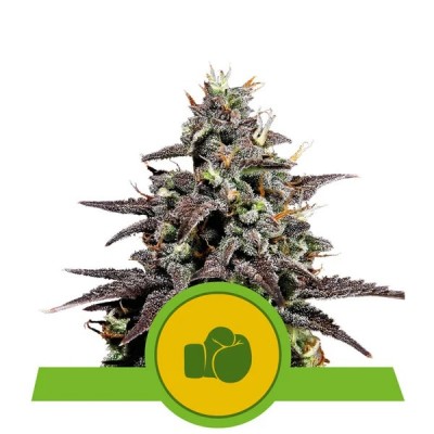 Purple Punch Automatic (Royal Queen Seeds)