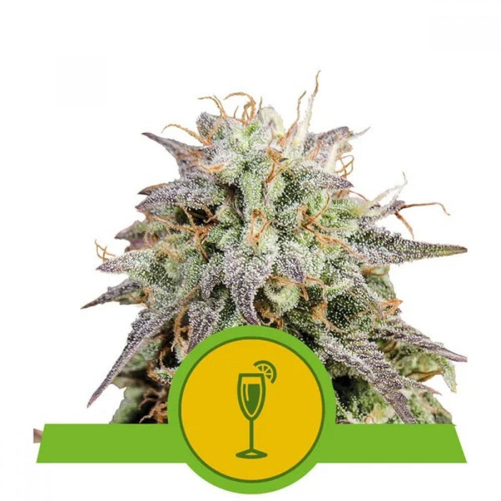 Mimosa Automatic, 3 seeds Σπόροι Κάνναβης (Royal Queen Seeds)