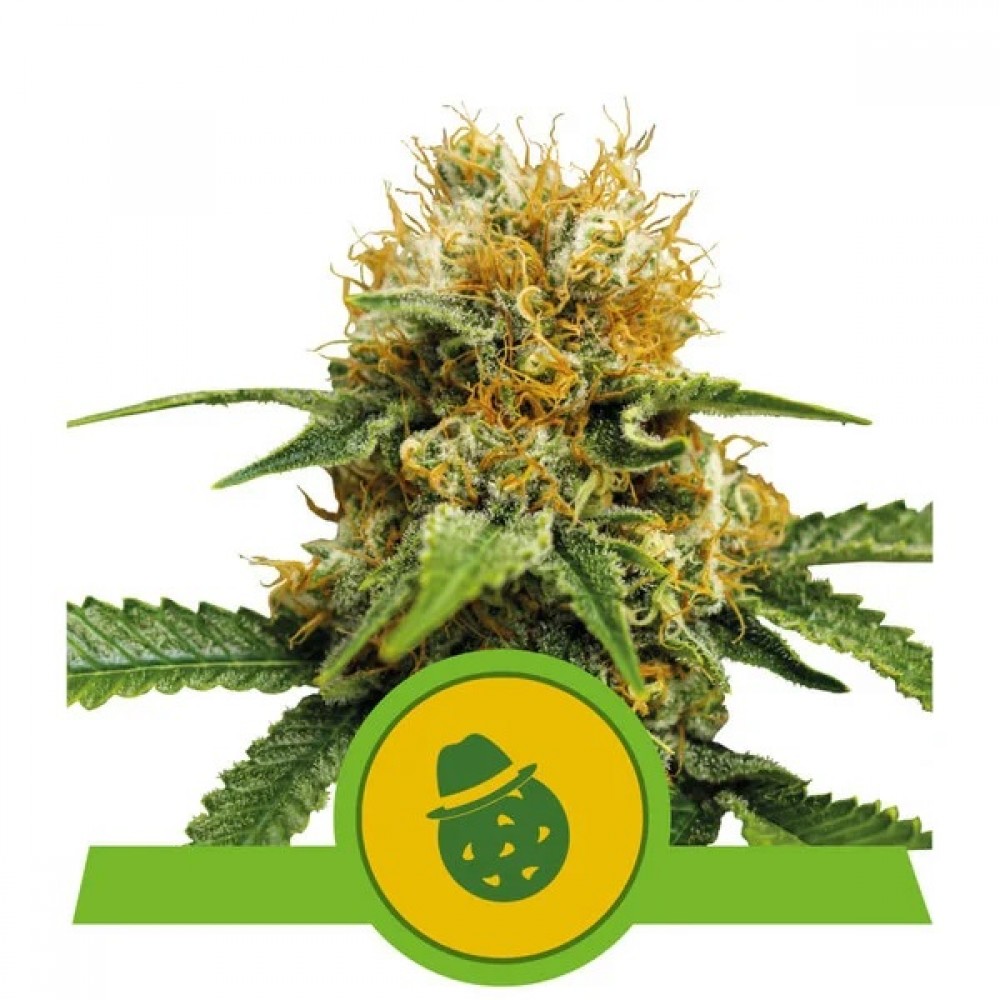 Do-Si-Dos  Automatic Σπόροι Κάνναβης (Royal Queen Seeds)
