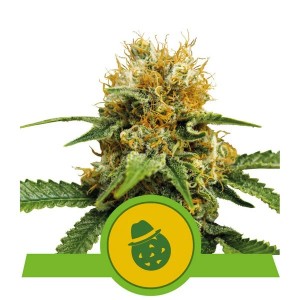 Do-Si-Dos  Automatic Σπόροι Κάνναβης (Royal Queen Seeds)