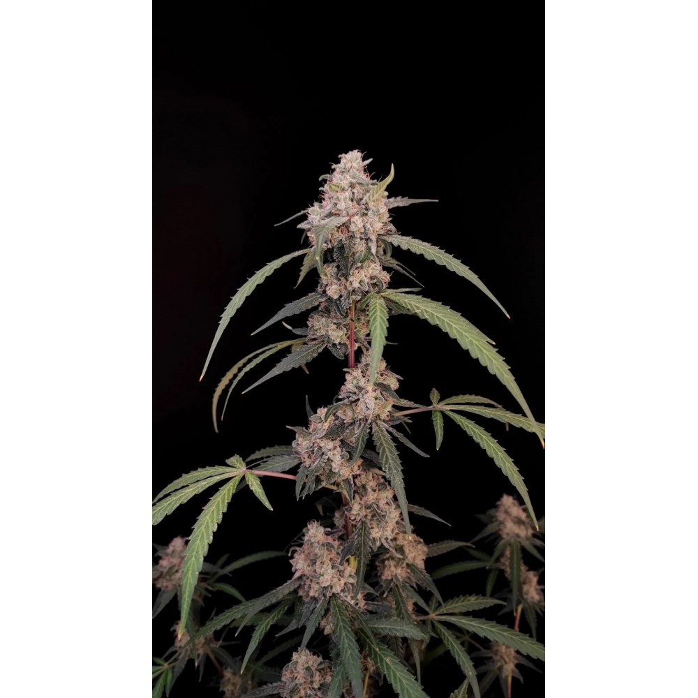 Original AK Auto Σπόροι Κάνναβης 