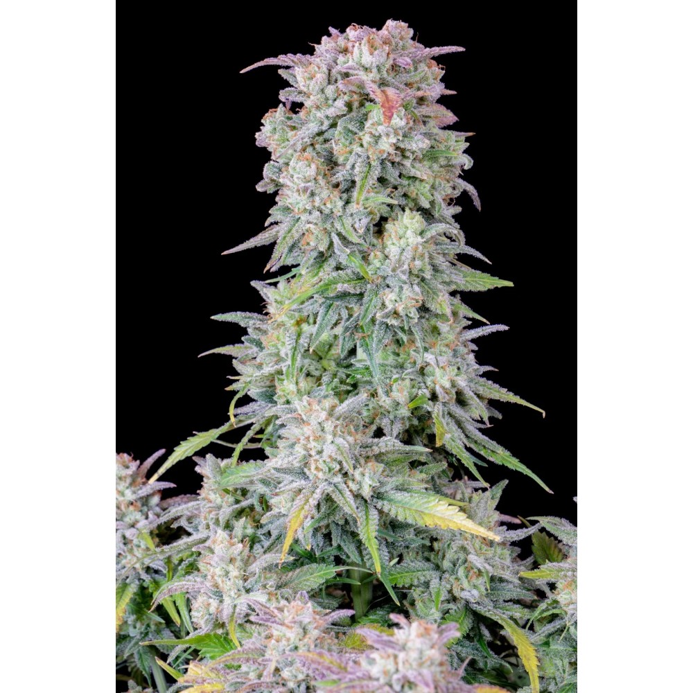 Original Afghan Kush Auto Σπόροι Κάνναβης 