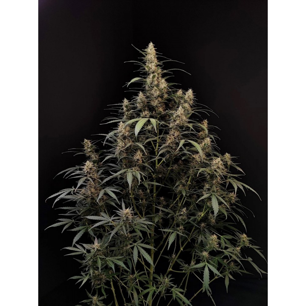 Original Amnesia Haze Auto Σπόροι Κάνναβης 