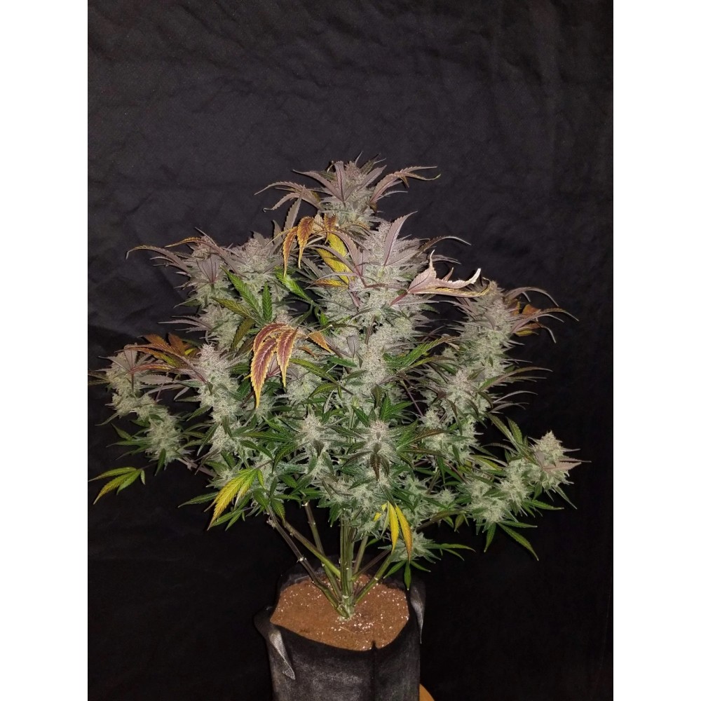 Cream Cookies Auto Σπόροι Κάνναβης 