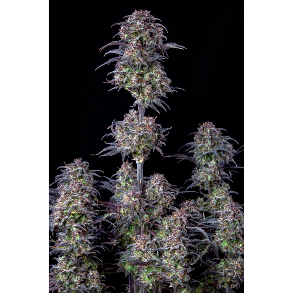 Original Blueberry Auto Σπόροι Κάνναβης 