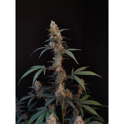 Original BubbleGum Auto 