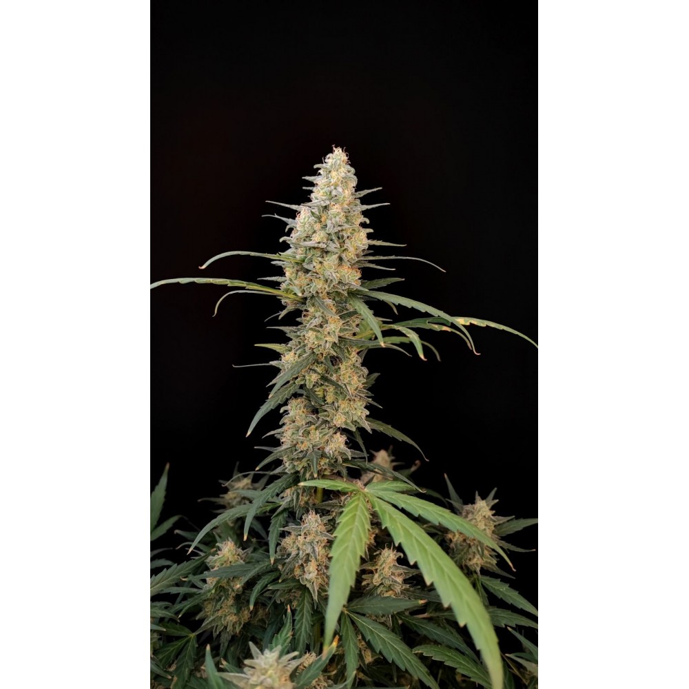 Original Critical Auto Σπόροι Κάνναβης 