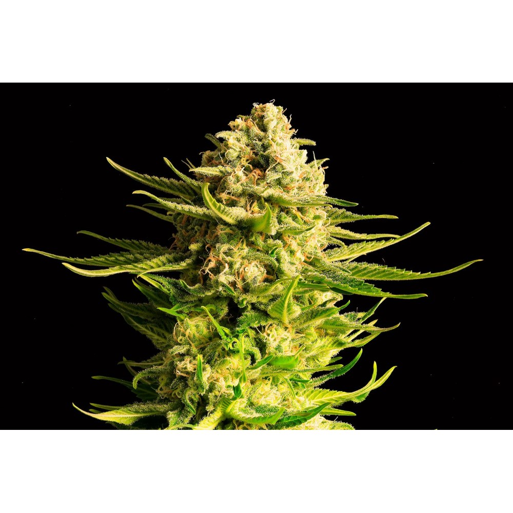 Indica Cream Σπόροι Κάνναβης (Kannabia Seeds)